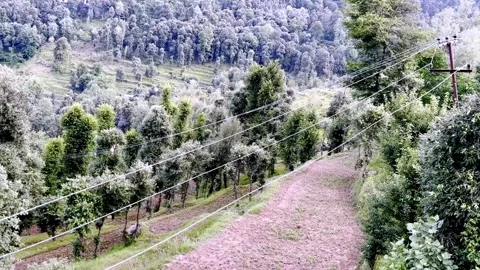 Electric Power Lines Passing Through Green Trees Видео 339533011