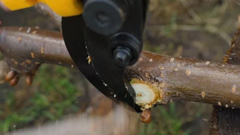 Electric pruning shears cutting tree branch close-up in slow motion Stock Footage 337309746