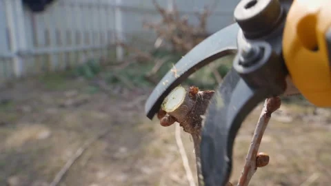 Electric pruning shears cutting tree branch with buds close-up Stock Footage 337544832