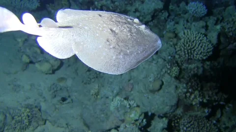 Electric ray in the night. Stock Footage