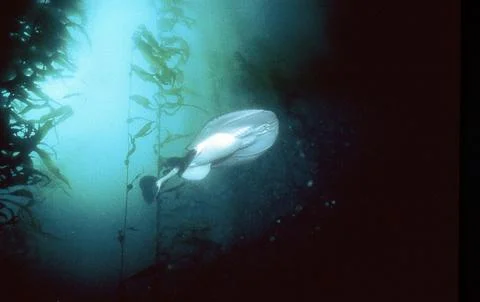 Electric Ray Stock Photos
