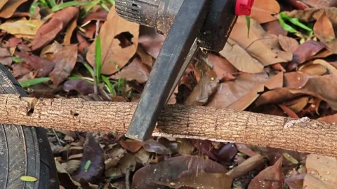 Electric saw cutting the tree branch. Stock Footage 306990768