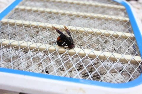 Electric shock wasp Stock Photos