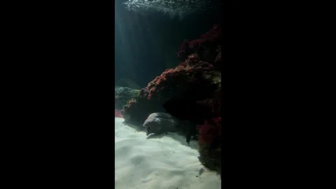 Electric stingray and moray eel in corals behind the glass of an aquarium Stock Footage 277091396