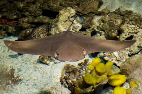 Electric Stingray Stock Photos