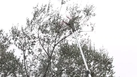 Electric telescope for olives 動画素材 142329190