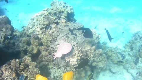 Electric Torpedo Ray Gliding Over Coral Reef with Colorful Reef Fish Stock Footage 340003190