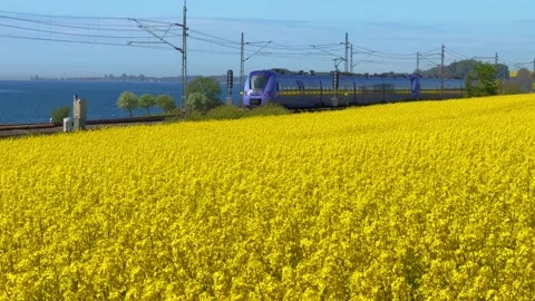 Electric train passes blooming yellow rapeseed field and with the Baltic Sea in Stock Footage 340111218