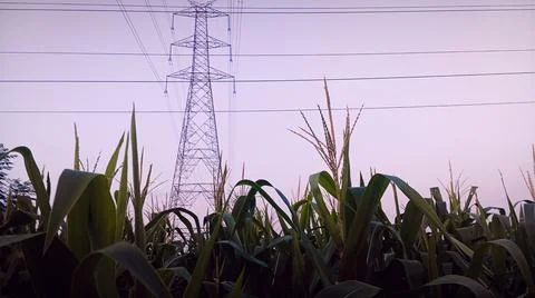 Electric Transmission Tower over Corn Crop Field at Sunset Stock-Fotos