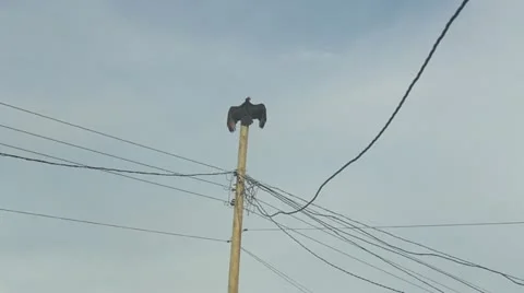 Electric Vulture Stock Footage 12366329