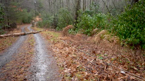Electric wires down on the ground because of fallen tree across a road Stock Footage 145744968