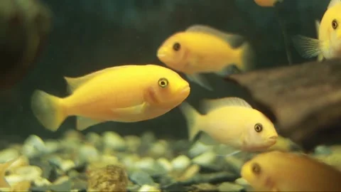 Electric Yellow Cichlids Video stock 332819265
