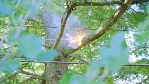 Electrical Arcing. Fire Burning A Tree Branch Caused By Faulty Electric Stock Footage 161230669