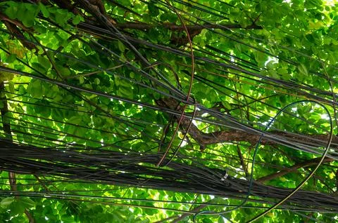 Electrical cable is fixed on a tree among branches with green foliage Stock Photos