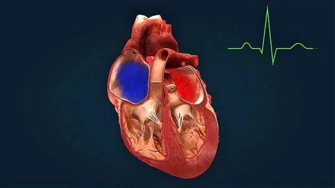 Electrical conduction system of human heart Stock Footage 330254709