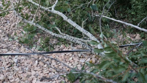 Electrical lines down on the ground through a tree. Stock-Footage 93459345