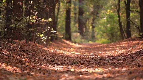 Electrical personal transport. Man riding mono wheel in autumn sunny wood. Rear Stock Footage