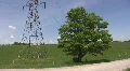 Electrical pylon vs. big green tree. HD Footage