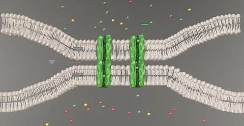An electrical synapse is a mechanical connection between two neurons that all Stock Illustration