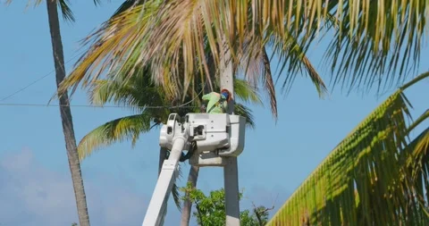 Electrical worker works on high electrical pole, between palm trees. Stock Footage 240355362