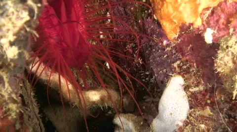 ElectricClam Stock Footage 398179