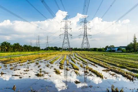 Electricity high voltage power post in paddy field Stock Photos