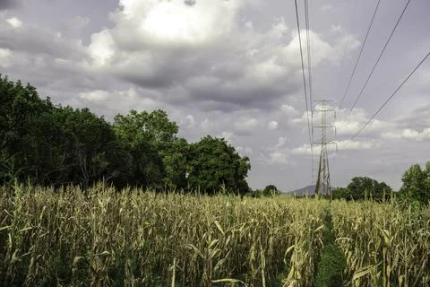 Electricity pole with green corn fields against silhouette sunset sky, Electr Stock Photos