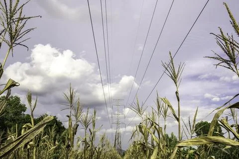Electricity pole with green corn fields against silhouette sunset sky, Electr Stock Photos