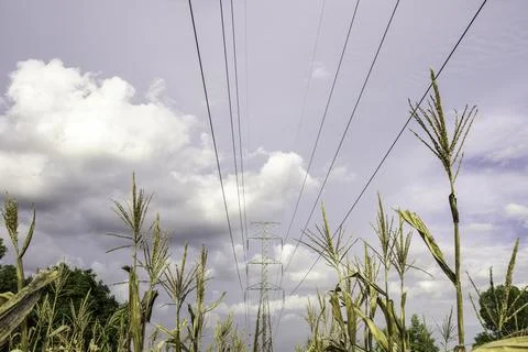 Electricity pole with green corn fields against silhouette sunset sky, Electr Stock Photos
