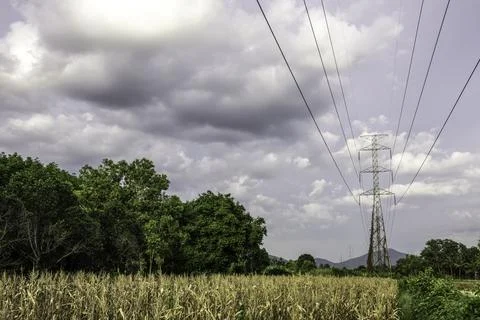 Electricity pole with green corn fields against silhouette sunset sky, Electr Stock Photos
