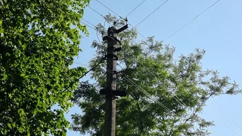 Electricity post in the green forest with tree and blue sky. Stock Footage 258479486