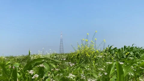Electricity pylon above corn cumin and mustard agricultural meadow in Bangladesh Stock Footage 346511440