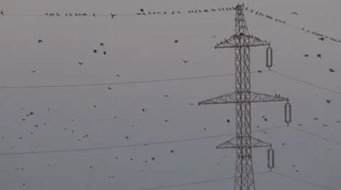 Electricity pylon Video stock 11943419