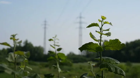 Electricity Pylons Stock Footage 51341368