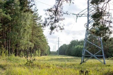 Electricity supply green path through the forest. Copyspace Stock Photos
