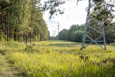 Electricity supply green path through the forest. Copyspace Stock Photos
