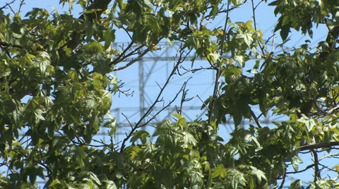Electricity Tower in background, Trees and Leaves blowing in Windy Foreground Stock Footage 4279774
