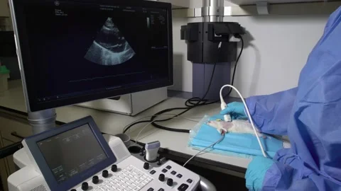 Electrocardiogram on Mouse for Surgery Stock-Footage 134212115