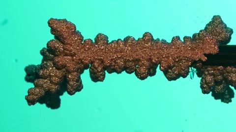 Electrolysis of copper. Electrolytic reduction of copper from solution Vidéo 75690042