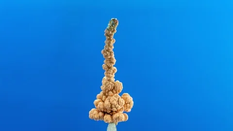 Electrolysis of copper. Electrolytic reduction of copper from solution Video stock 97035877