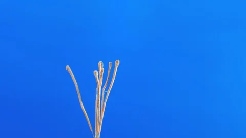 Electrolysis of copper. Electrolytic reduction of copper from solution Video stock 97961825