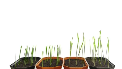 Electromagnetic field effects on germination and growth of rye and wheat seeds Video stock 336668174