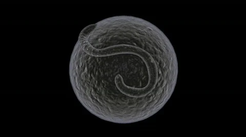 Electron microscope analysis Video stock 83900