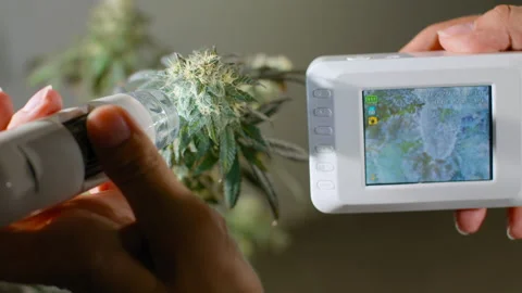 Electron microscope for checking and scanning the maturation of TNC crystals. 스톡 동영상 169672138