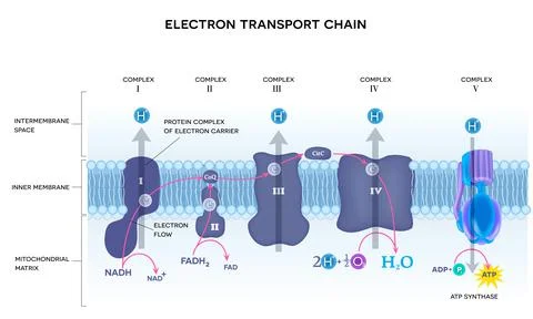 An electron transport chain Stock Illustration