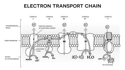 Electron transport chain Stock Illustration