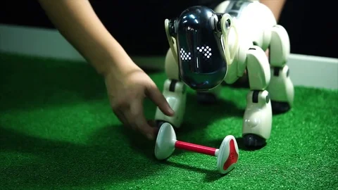 Electronic robot dog taking toy bone in its mouth. Stock Footage 78670057