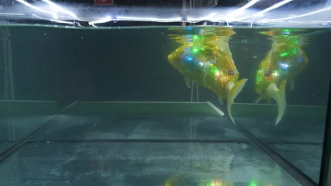Electronic robotic fish in aquarium, cyborg robot performs actions. Stock Footage 167971506