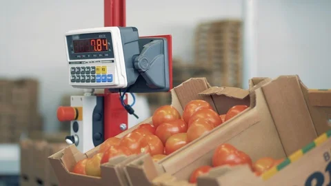 Electronic scales with tomatoes getting weighed on them Video stock 129053379