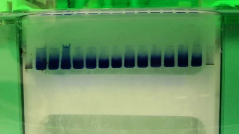 Electrophoresis experiment. Science technique for separation of macromolecules. Stock Footage 100136549